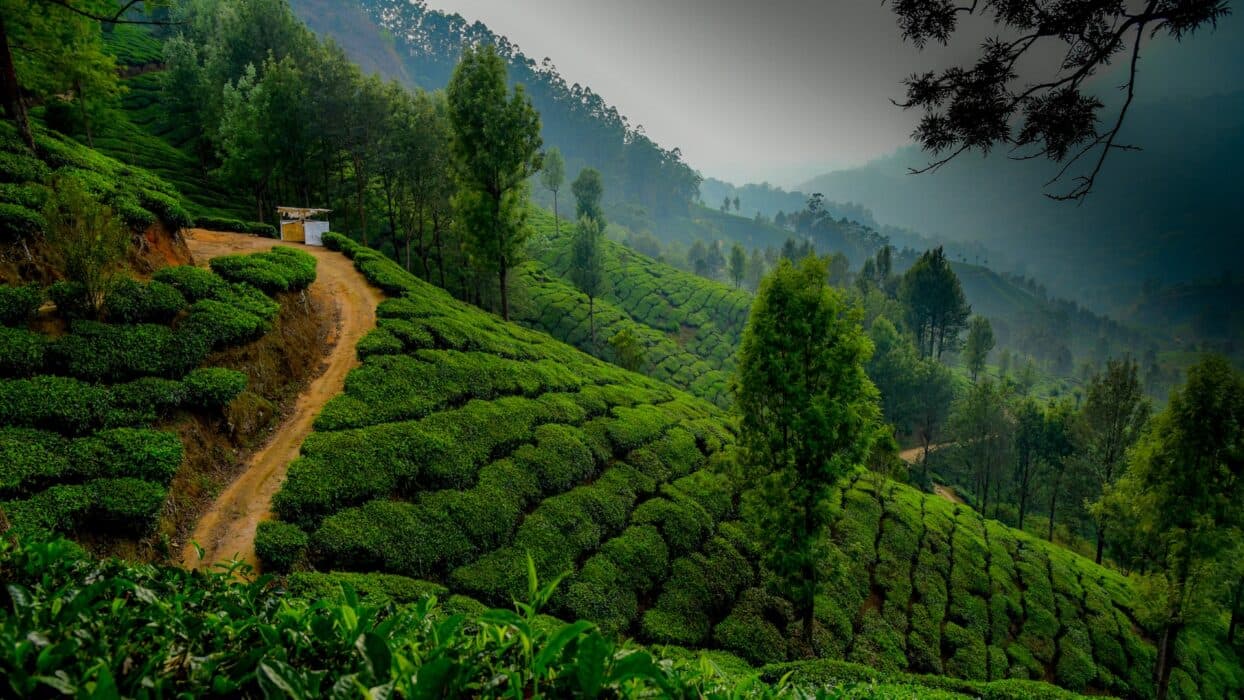 Kerala Escape — gallery view 2