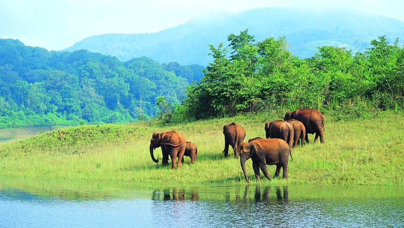 Kerala Escape — gallery view 8